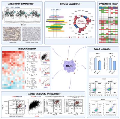 Multi-omics landscape of Interferon-stimulated gene OASL reveals a potential biomarker in pan-cancer: from prognosis to tumor microenvironment